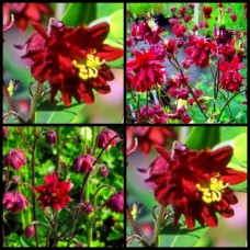 Aquilegia Ruby Port Grannys Bonnet x 1 Plants Deep Marron Red Flowering Columbine vulgaris Flowers Grannies Cottage Garden